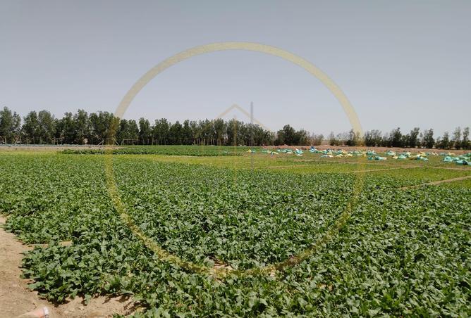 53568313 - صورة العقار 2